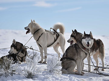 Chiens de traîneau